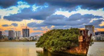 جنگل و جزیره شناور هوم بوش سیدنی