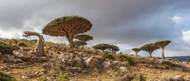 جزیره سقطری